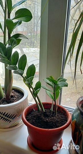Замиокулькас,Шефлера,Сансевиерия