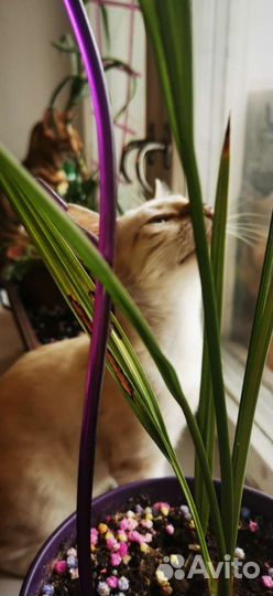 Бенгальский котенок