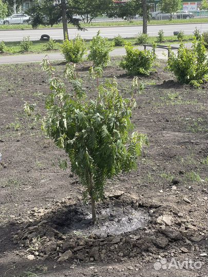 Рябина в Красноярске/Саженцы/Высадка