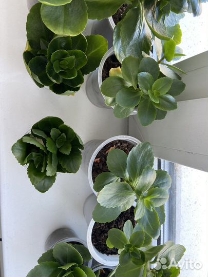 Каланхое розовое