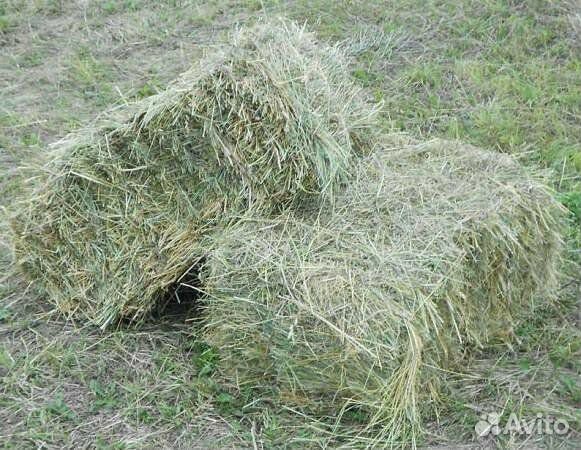 Сено люцерны в тюках