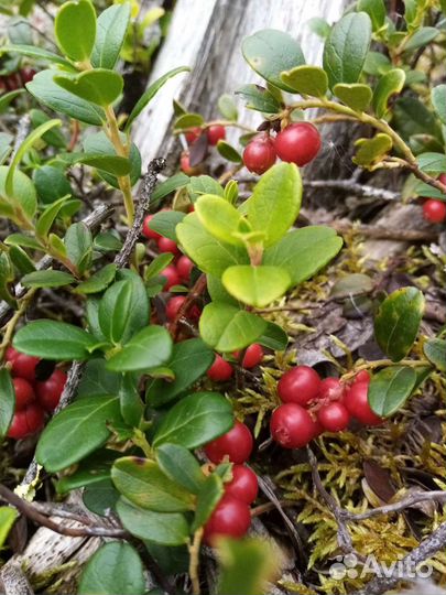 Саженцы черники, голубики, брусники, костяники