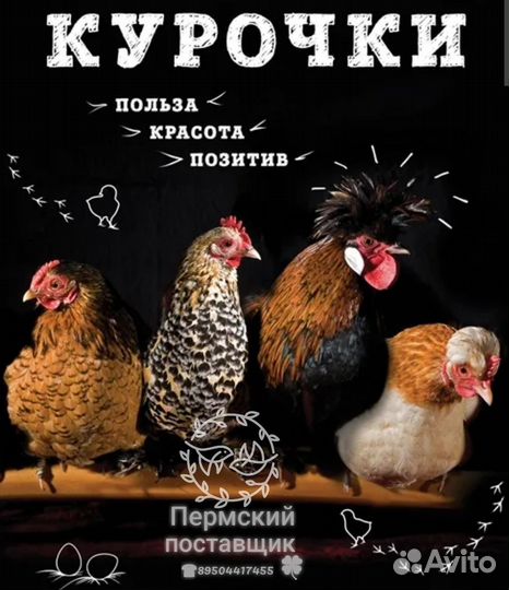 Инкубационное яйцо