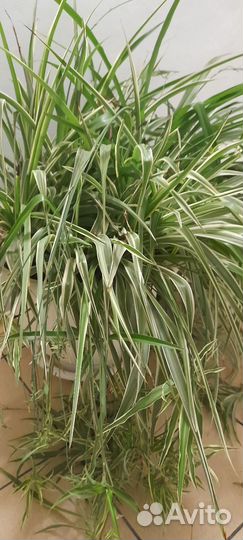 Хлорофитум