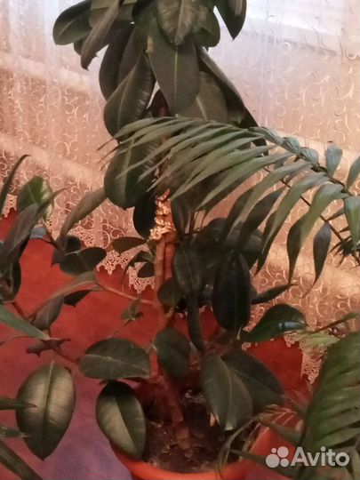 Комнатные растения