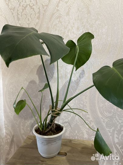 Монстера Альба, классическая, Уфа, Ирк, Анг