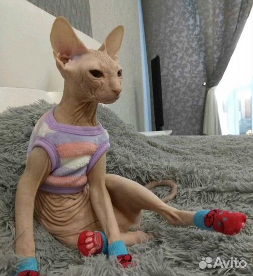 Вязка. Сфинкс