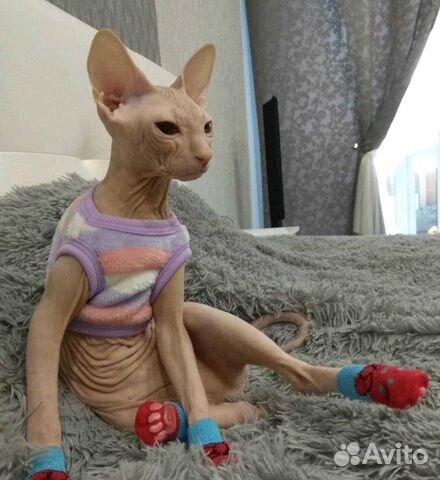 Вязка. Сфинкс