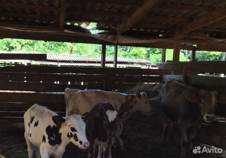 Телята-Бычки