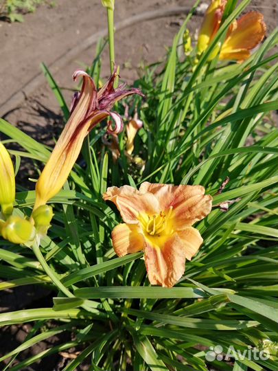 Лилейники низкорослые, лилии