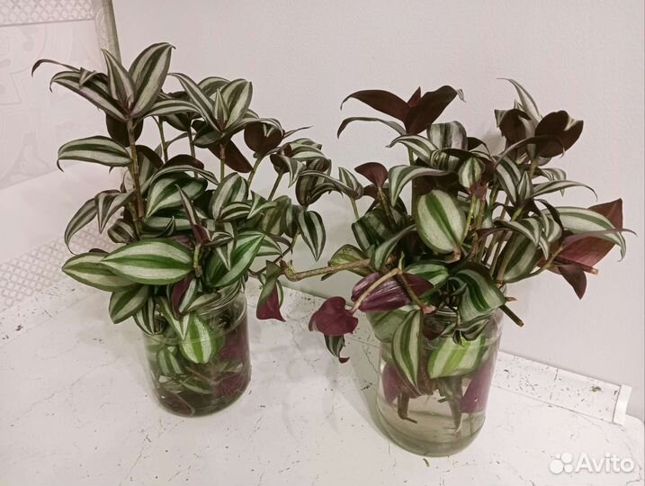 Зебрина Silver Plus.Срезы