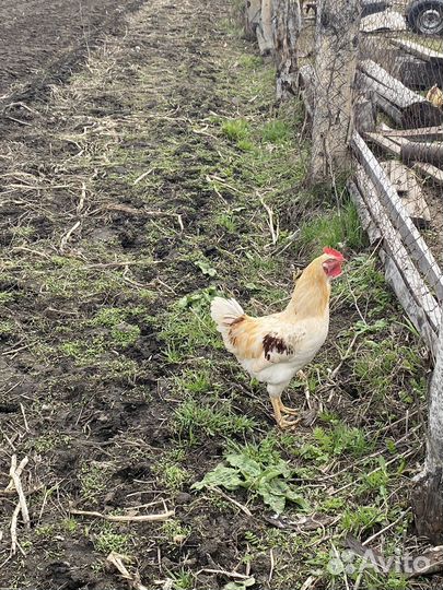 Молодые петушки