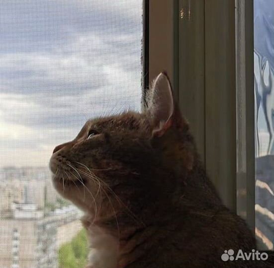 Москитная сетка Антикошка