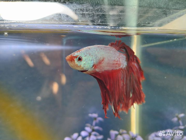 Водное царство (Аквариум с рыбками)