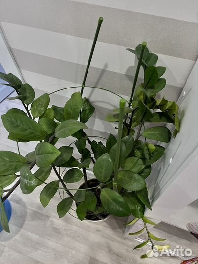 Замиокулькас