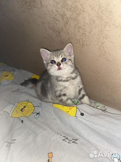 Котенок