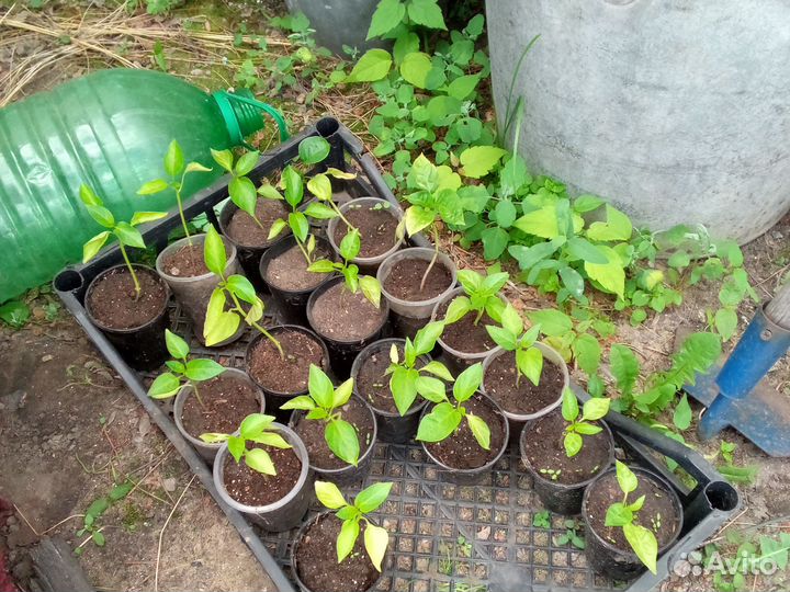 Рассада перцев