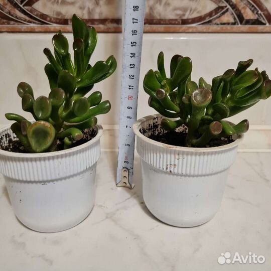 Фиалки, Рипсалидопсис, толстянка 