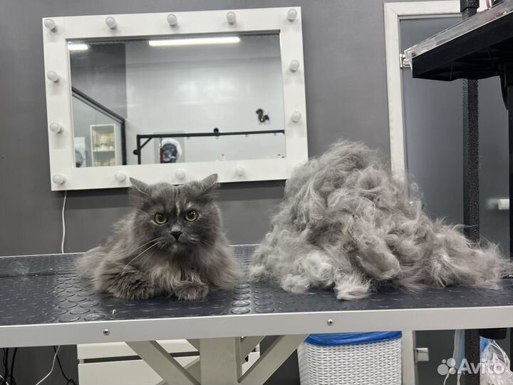 Экспресс линька собак и кошек