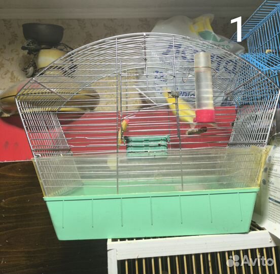 Канарейка с клеткой самец