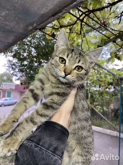 Котята бесплатно