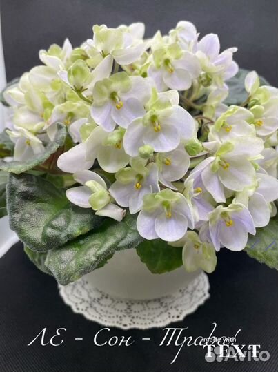 Фиалка (свеже срезанные черенки.)