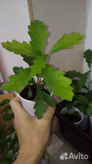 Дубки растения