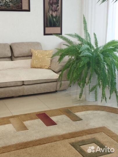 Папоротник