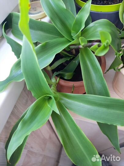 Растение Золотой ус