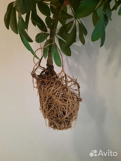 Зонтичное дерево - шеффлера