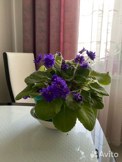 Фиалка взрослое растение