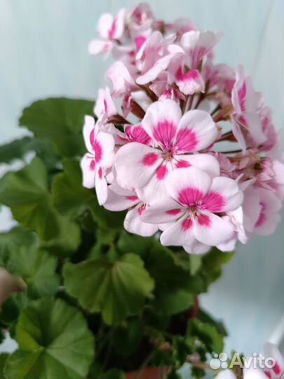 Герань пеларгония