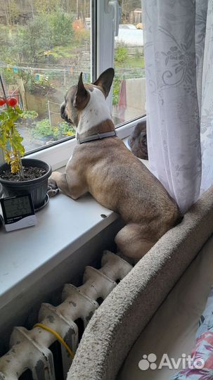 Франзуский бульдог вязка