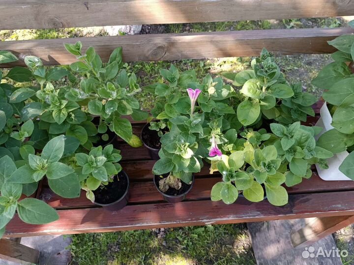 Петунья рассада