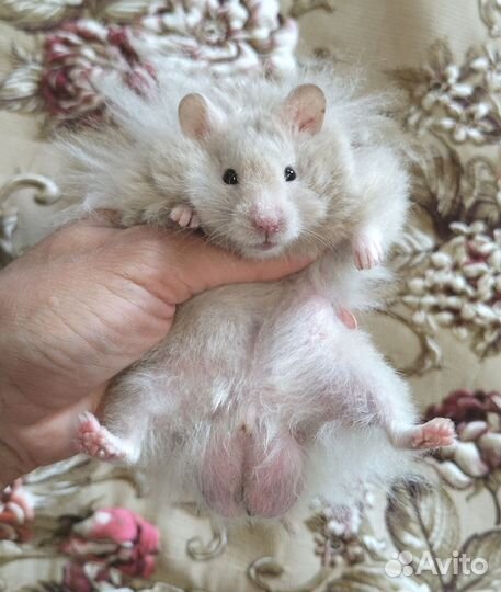 Хомяки и сиамские мыши