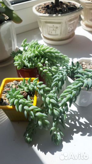 Суккуленты