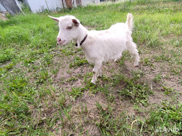 Козлик и козочка зааненские