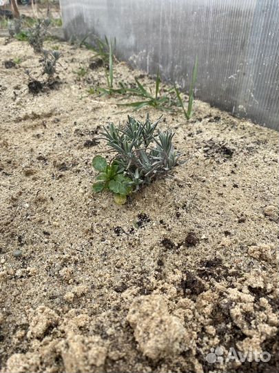 Лаванда рассада