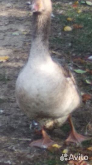 Гусь домашняя мясо