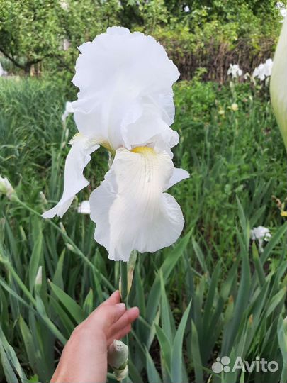 Садовые цветы