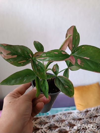 Сингониумы