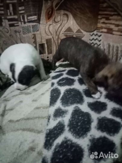 Щенки стаффа