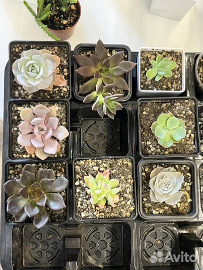 Суккуленты