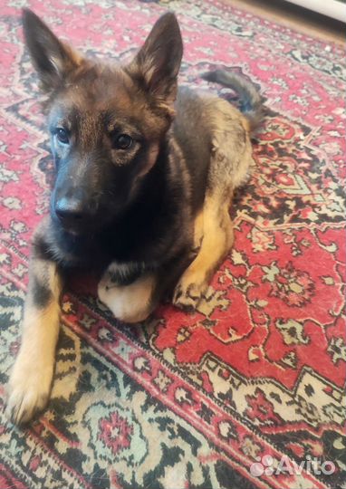 Щенок мальчик в добрые заботливые руки