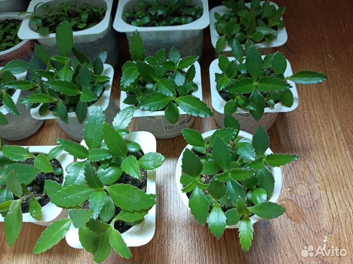 Каланхоэ Дегремона Чихалочка лечебное