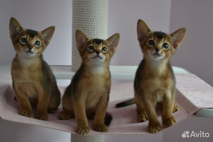 Абиссинская