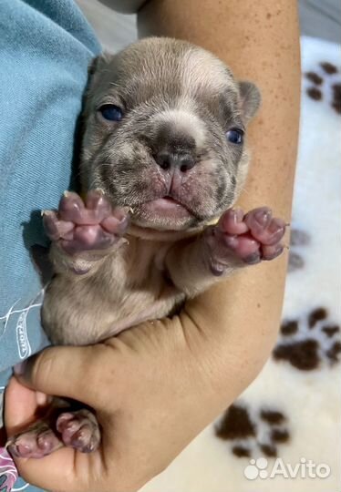 Французский бульдог мини