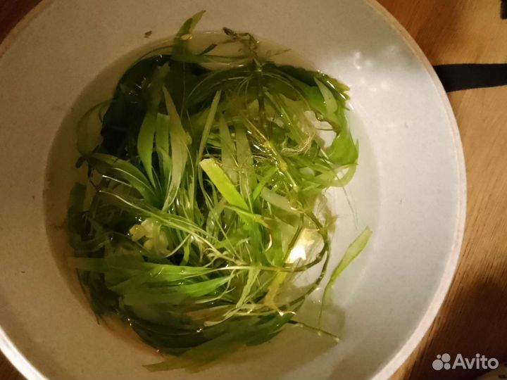 Растение в аквариумное