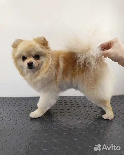 Стрижка,уход для собак/кошек. Груминг