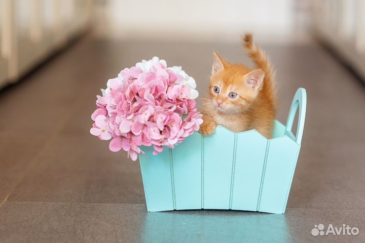 Рыжий котенок мальчик ищет свою семью